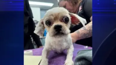 Good Samaritan donates food to animal rescue group that saved small dog abandoned outside FLFR station