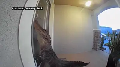 Too close for comfort: Gators seen scratching and knocking on front doors of 3 Florida homes