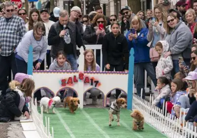 And they're off ... Chihuahua races bring familiar thrill back to Arlington Heights
