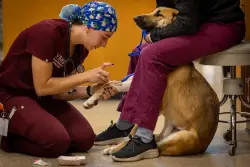 Veterinary students are in high demand despite huge school debt and alarming suicide rates