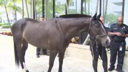 Coral Gables Police horse Rockaway calls it a career after more than 6 years on the job